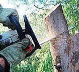 Best Stump Grinding and Removal  in Olney, IL