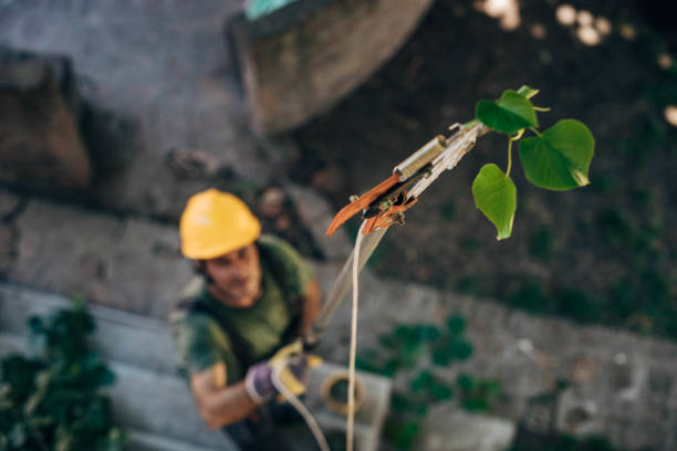 Best Leaf Removal  in Olney, IL