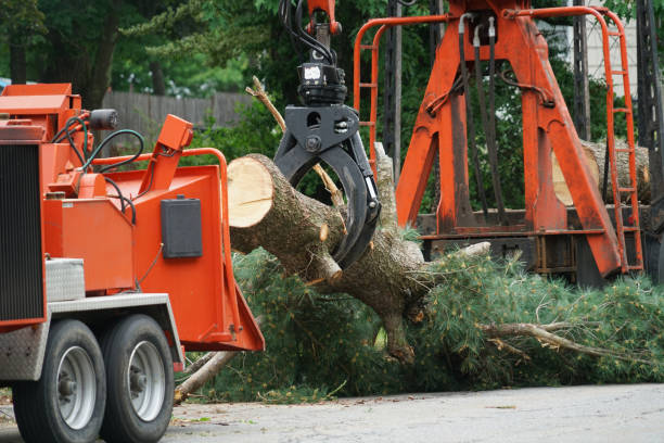 Best Lawn Irrigation Installation and Maintenance  in Olney, IL