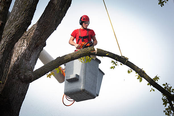 Tree and Shrub Care in Olney, IL