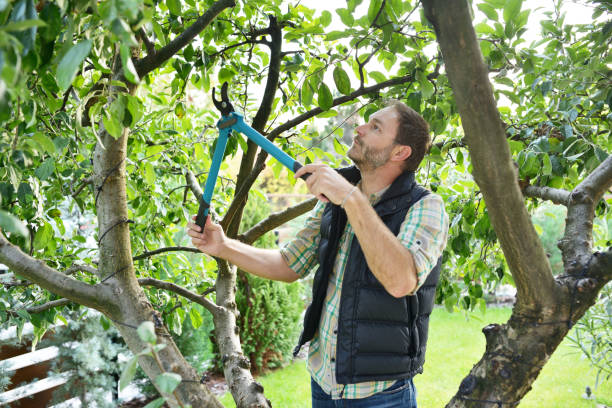 Best Commercial Tree Services  in Olney, IL